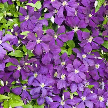 Iszalag (Clematis) Romantica
