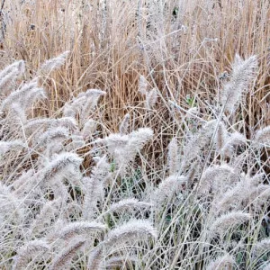 Tollborzfű (Pennisetum) Little Bunny