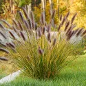 Tollborzfű (Pennisetum) Red Head