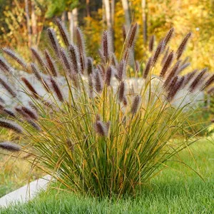 Tollborzfű (Pennisetum) Red Head
