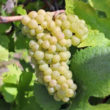 Pinot Blanc Szőlő