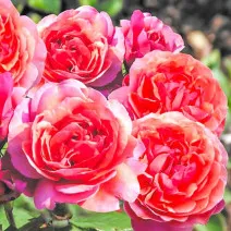 Designer Sunset ® Törpe rózsa cserépben 3L