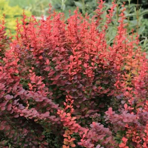 Japán Borbolya Atropurpurea