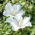 Hibiszkusz William R. Smith