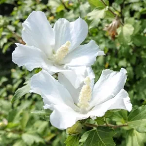 Hibiszkusz William R. Smith
