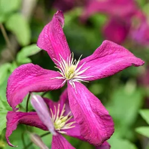 Iszalag (Clematis) Rubra