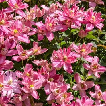 Iszalag (Clematis) Montana Broughton Star