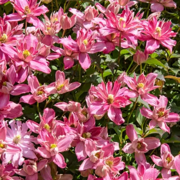 Iszalag (Clematis) Montana Broughton Star