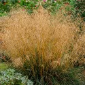 Gyepes sédbúza (Deschampsia) Northern Lights