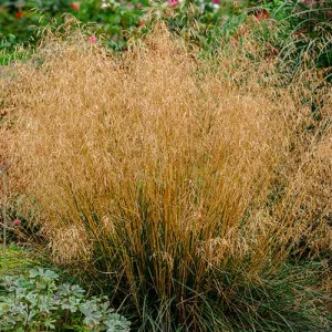 Gyepes sédbúza (Deschampsia) Northern Lights
