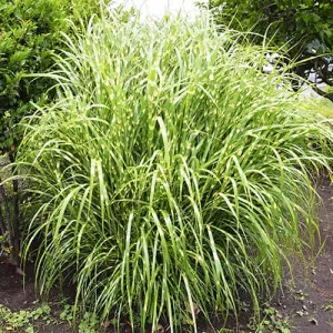 Molnárpántlika (Miscanthus) Zebrinus