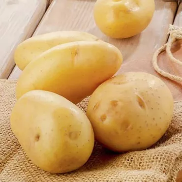 Univerzális fehér vetőburgonya