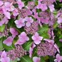 Kerti hortenzia Mariesii Perfecta