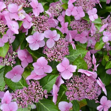 Kerti hortenzia Mariesii Perfecta