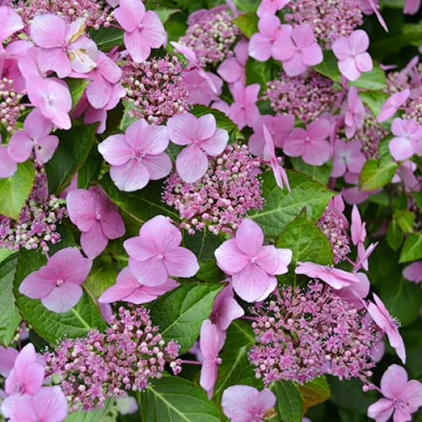 Kerti hortenzia Mariesii Perfecta