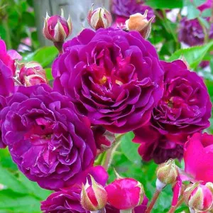 Lila floribunda rózsa