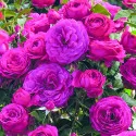 Sötét Pink floribunda rózsa