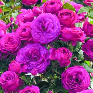 Sötét Pink floribunda rózsa