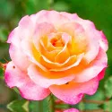 Rózsa teahibrid Lemon Pink