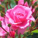 Rózsa teahibrid Cream Pink