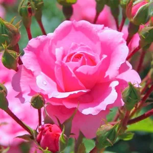 Rózsa teahibrid Cream Pink