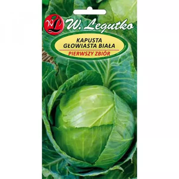 Káposzta első betakarítás