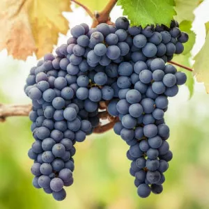 Pinot Noir Szőlő