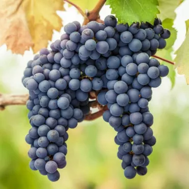 Pinot Noir Szőlő