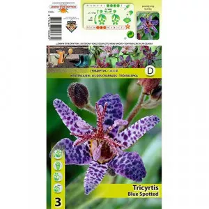 Borzas Púpliliom (Tricyrtis) Blue Spotted