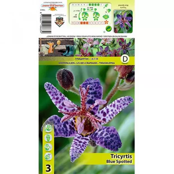 Borzas Púpliliom (Tricyrtis) Blue Spotted