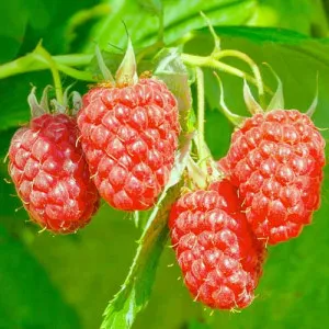 Szeder-Málna hibrid Loganberry