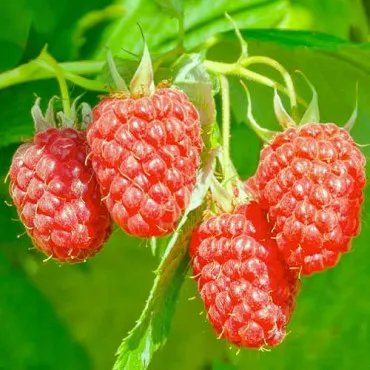 Szeder-Málna hibrid Loganberry