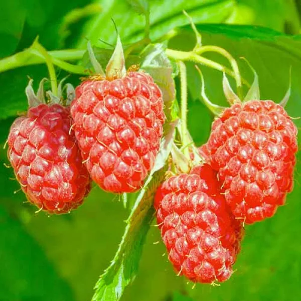 Szeder-Málna hibrid Loganberry