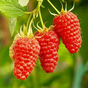 Tayberry Medana szeder és málna hibrid