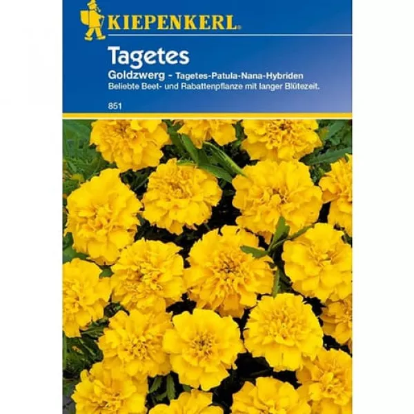 Goldzwerg Büdöske