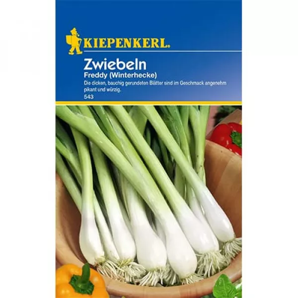 Zöldhagyma Winterhecke