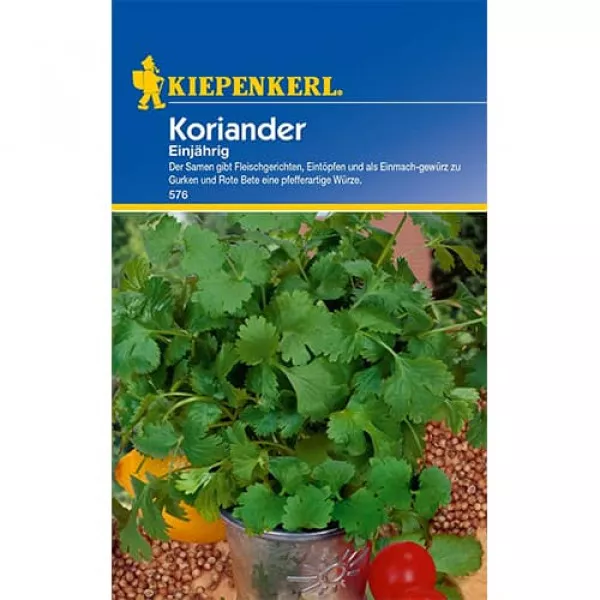 Koriander egynyári
