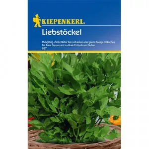 Lestyán évelő