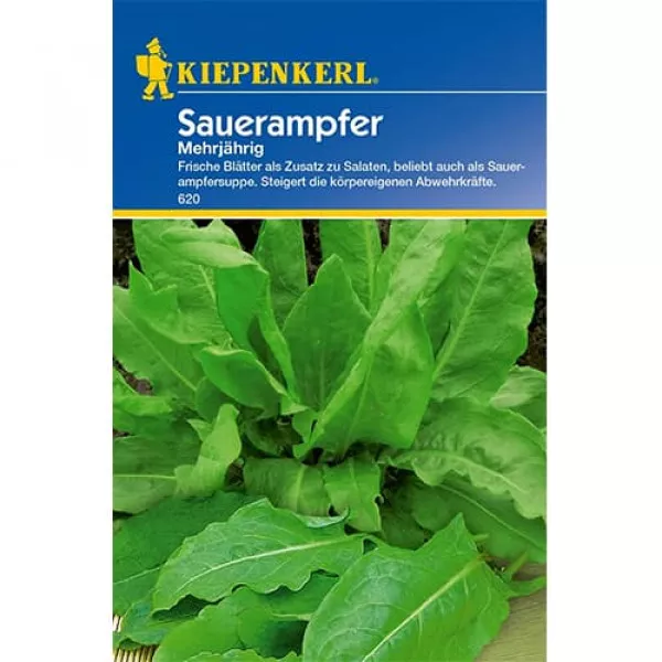 Sóska évelő