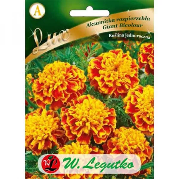 Bársonyvirág – Giant Bicolor