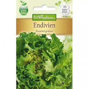 Endívia Escariol gruner