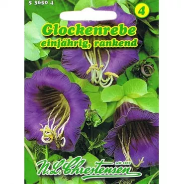 Violettblau Serleglonc (Cobaea)