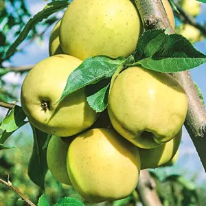 Almafa Golden Super