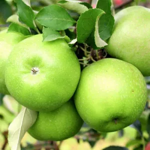 Almafa Granny Smith