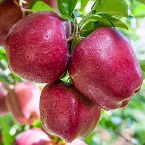 Almafa Red Shar