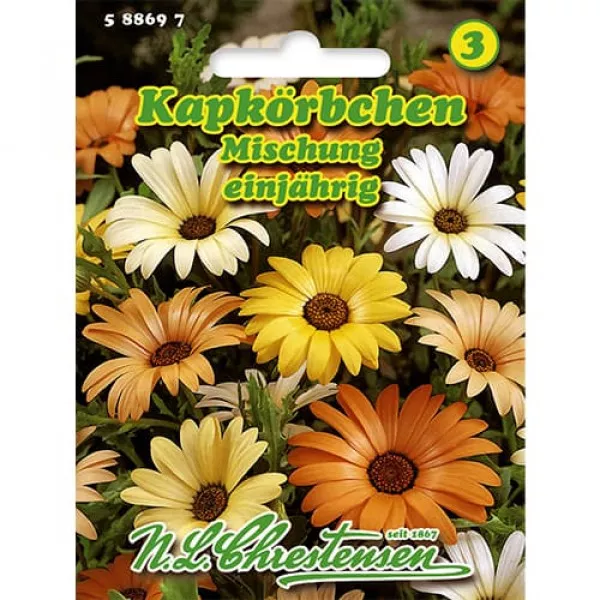 Afrikai margaréta egynyári, színkeverék