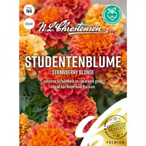 Strawberry Blonde Büdöske