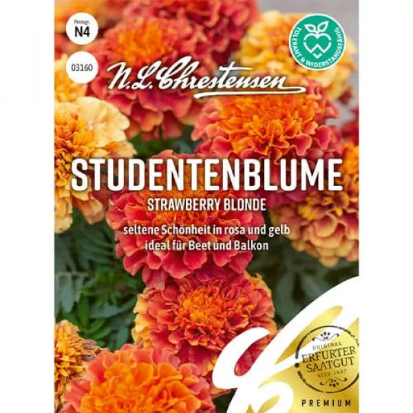 Strawberry Blonde Büdöske