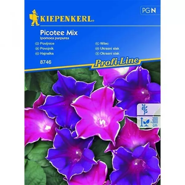 Picotee Hajnalka színkeverék
