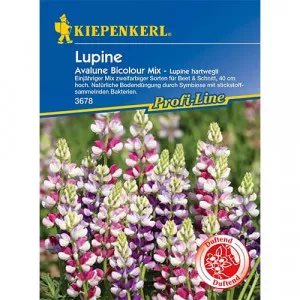 Avalune Bicolor Csillagfürt